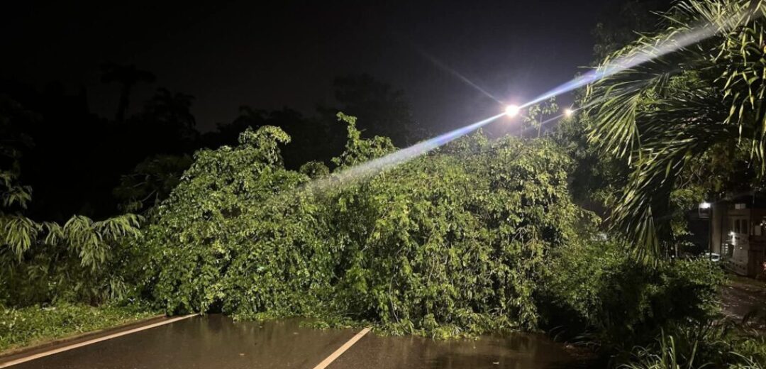 Breaking News: Cape Coast Road Blocked Due to Fallen Tree