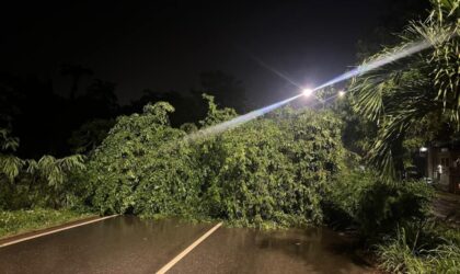 Breaking News: Cape Coast Road Blocked Due to Fallen Tree