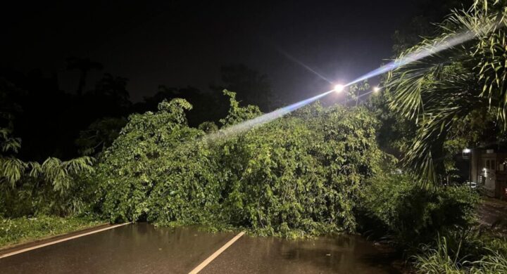 Breaking News: Cape Coast Road Blocked Due to Fallen Tree