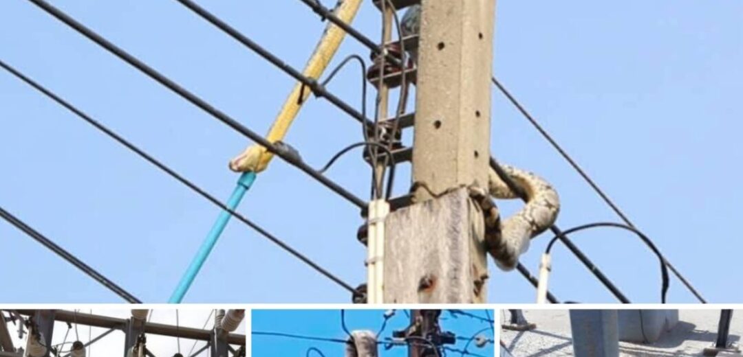 Snake Causes Power Outage in Ashanti Region