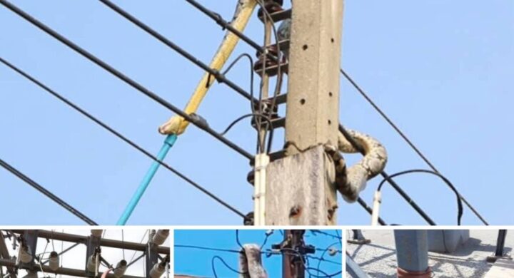 Snake Causes Power Outage in Ashanti Region