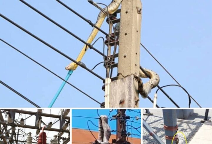 Snake Causes Power Outage in Ashanti Region