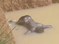 Man Drowns in Galamsey Pit at Anyaaso