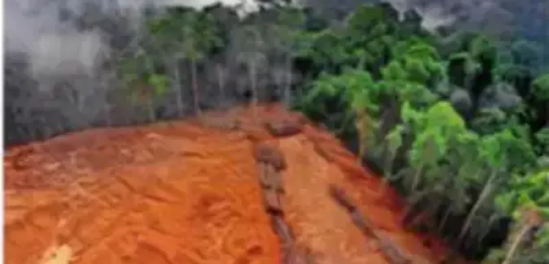 Norway Makes History with Global First: Ban on Deforestation