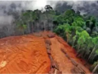 Norway Makes History with Global First: Ban on Deforestation