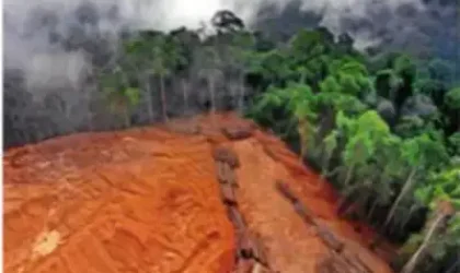 Norway Makes History with Global First: Ban on Deforestation