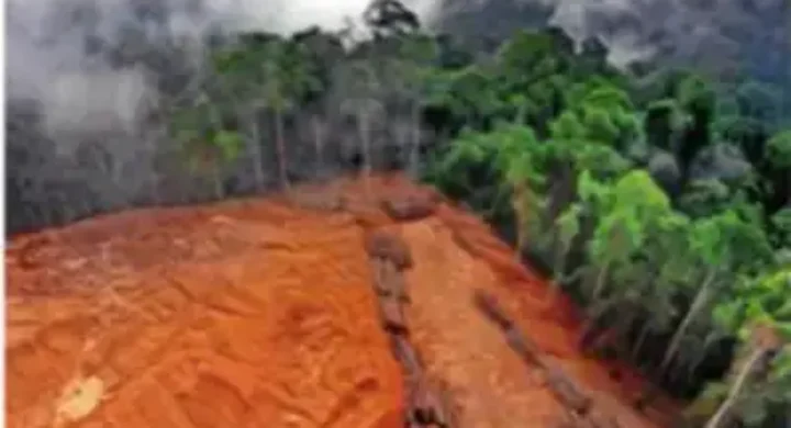 Norway Makes History with Global First: Ban on Deforestation