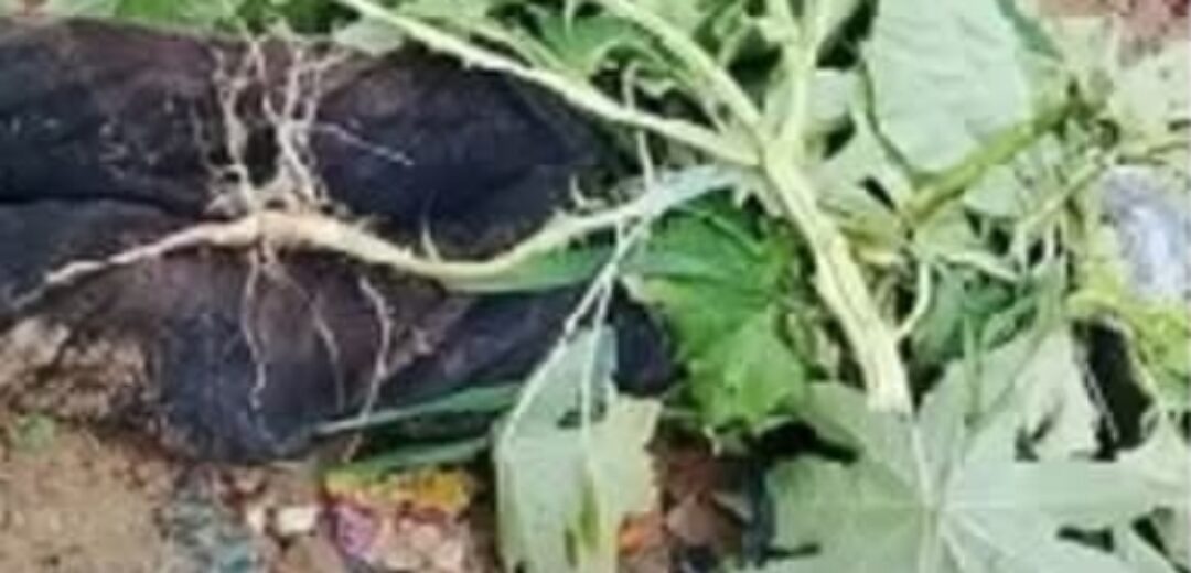 Mysterious Death: Man Found Under Bridge After Selling Car