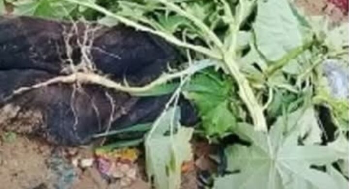 Mysterious Death: Man Found Under Bridge After Selling Car