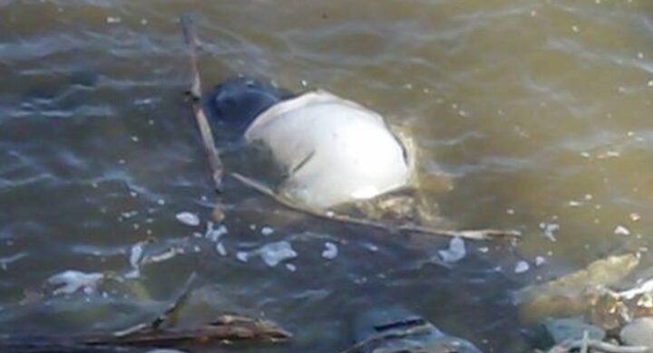 Urgent Search Underway for Missing 18-Month-Old Baby in Wa