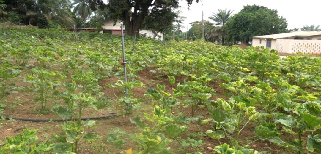 St. Louis SHS Rolls Out Integrated Farming for Enhancing Student Nutrition.