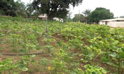 St. Louis SHS Rolls Out Integrated Farming for Enhancing Student Nutrition.