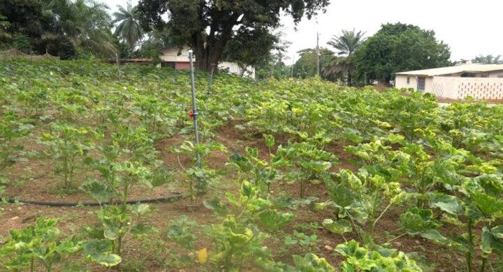 St. Louis SHS Rolls Out Integrated Farming for Enhancing Student Nutrition.