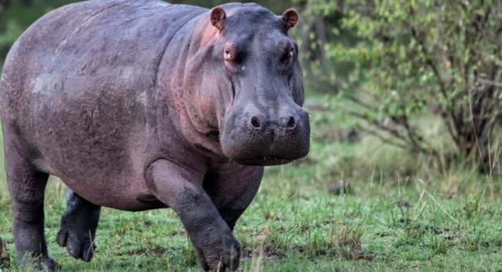 Hippopotamus Terrorizes Residents in Tolomedzi, Oti Region