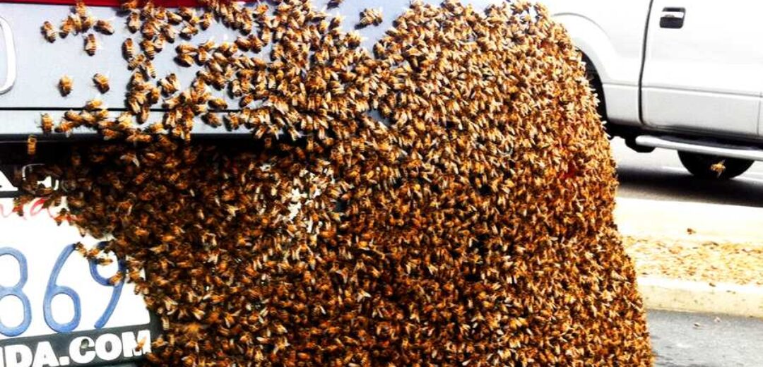 VEHICULAR FLOW IMPEDED AS BEES ATTACK DRIVERS AT ATONSU RAMSEYER