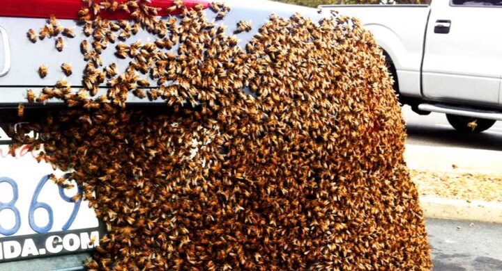 VEHICULAR FLOW IMPEDED AS BEES ATTACK DRIVERS AT ATONSU RAMSEYER