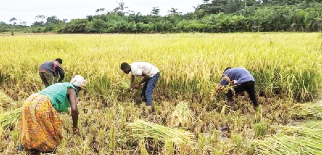 Youths in Offinso North’s Nkenkaasu Express Disappointment Over Fertilizer Distribution and Broken Promises.