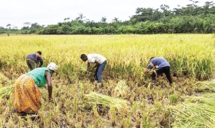 Youths in Offinso North’s Nkenkaasu Express Disappointment Over Fertilizer Distribution and Broken Promises.