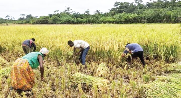 Youths in Offinso North’s Nkenkaasu Express Disappointment Over Fertilizer Distribution and Broken Promises.