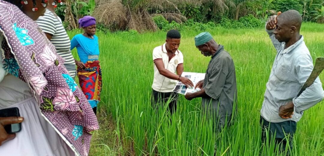 “Best Youth Farmer Educates Abofour Farmers on Sustainable Agriculture Practices