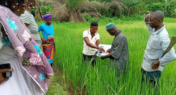 “Best Youth Farmer Educates Abofour Farmers on Sustainable Agriculture Practices