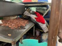 AKYEM ASUBOA: ONE ARRESTED, OTHERS ON THE RUN FOR COCOA ON TRUCK THEFT