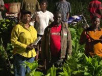 Biakoye MP, Afarinick Company Ltd Distribute 30,000 Cocoa Seedlings to Boost Production  