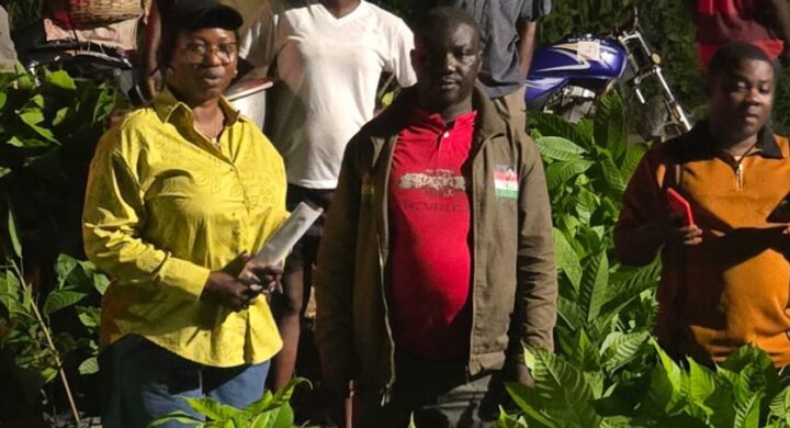 Biakoye MP, Afarinick Company Ltd Distribute 30,000 Cocoa Seedlings to Boost Production  