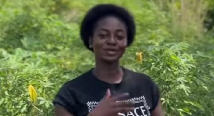 Nurse From 2023 Batch Turns To Cassava Farming, Appeals For Buyers After Years Without Posting