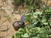 Illegal Miner Drowns in Kyebi River While Allegedly Fleeing Arrest; Police Search for Identity.