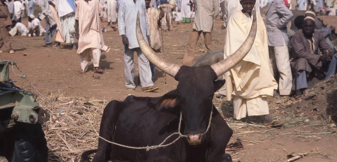Lessons from the Fulani Market for Ghana’s 24-Hour Market Model