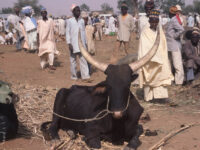 Lessons from the Fulani Market for Ghana’s 24-Hour Market Model
