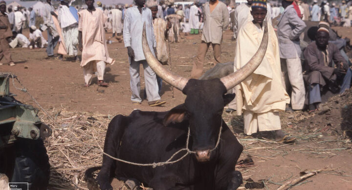 Lessons from the Fulani Market for Ghana’s 24-Hour Market Model
