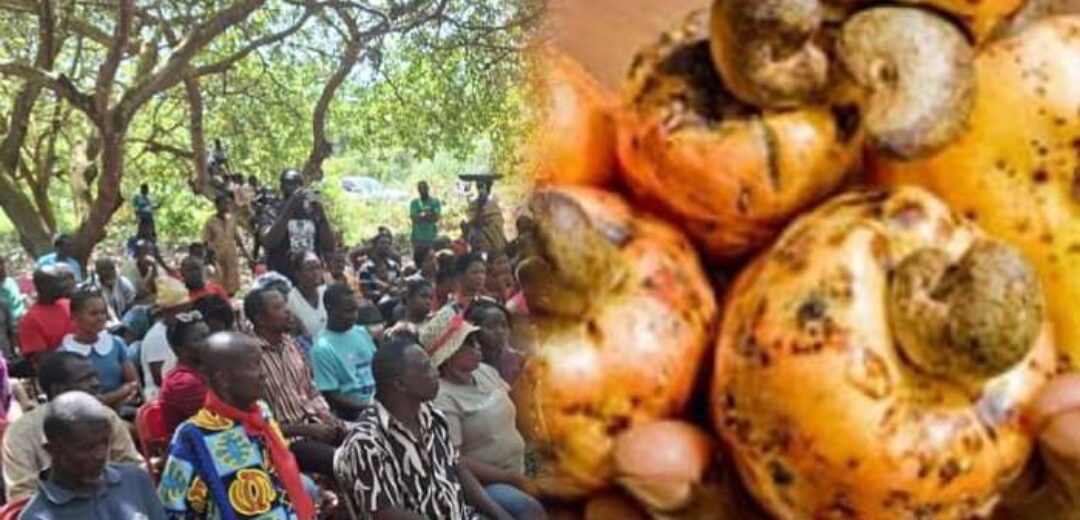 Asonkwaa Farmers Cry Over Rotting Farm Produce, Call for Government Intervention
