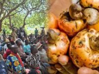Asonkwaa Farmers Cry Over Rotting Farm Produce, Call for Government Intervention
