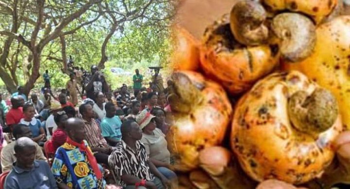 Asonkwaa Farmers Cry Over Rotting Farm Produce, Call for Government Intervention