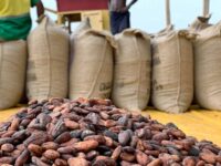 COCOA FARMERS ASSOCIATION WELCOMES INCREASE IN COCOA PRICE