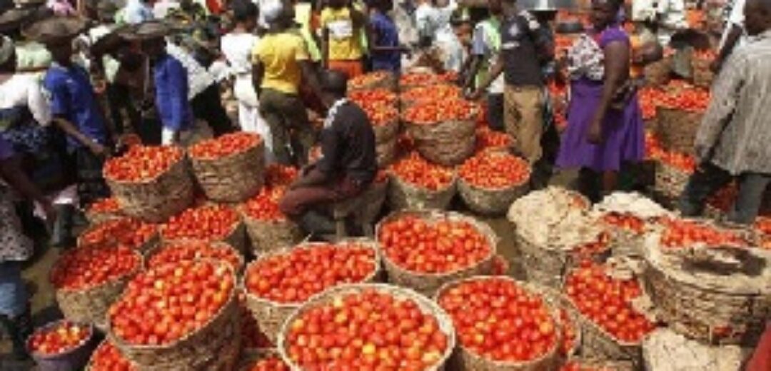Tomatoes Rot As Akomadan Farmers Struggle To Find Buyers
