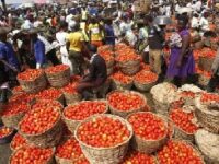 Tomatoes Rot As Akomadan Farmers Struggle To Find Buyers