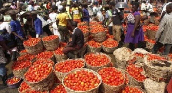 Tomatoes Rot As Akomadan Farmers Struggle To Find Buyers